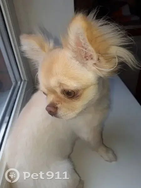 Пропала собака, Сормовская улица, 193, Краснодар - чихуахуа Лева - photo