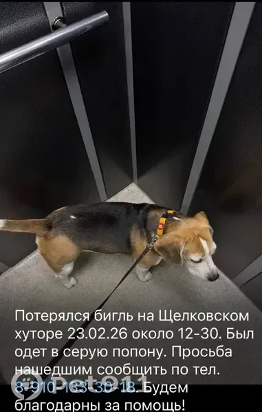 Пропал собака, Цветочная улица, Нижний Новгород - триколор, оранжевый ошейник - photo