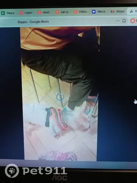 Пропала собака, Санкт-Петербург - рыже-серый, в черном наморднике - photo