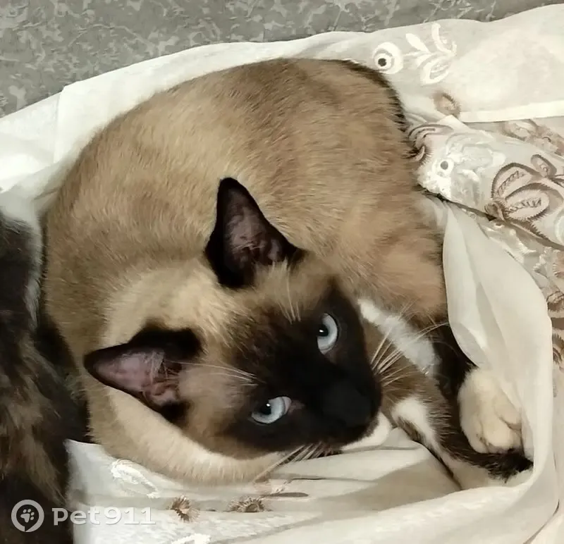 Пропал кот, Московская улица, 15Б, Сальск - чёрный хвост, голубые глаза - photo