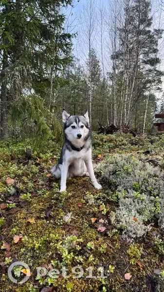 Пропала собака, Ушаковская набережная, 1 к3, Санкт-Петербург - маленькая как хаски - photo