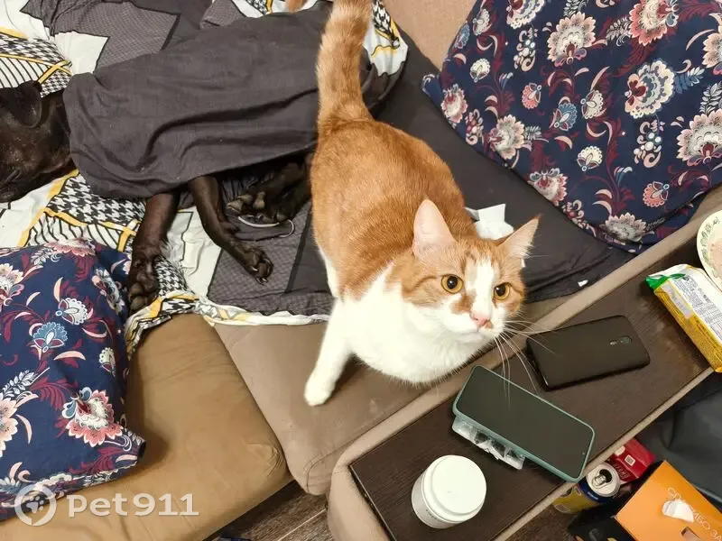 Пропал кот, Сысоевская улица, городской округ Рязань - рыжий с белым, полосатый хвост - photo