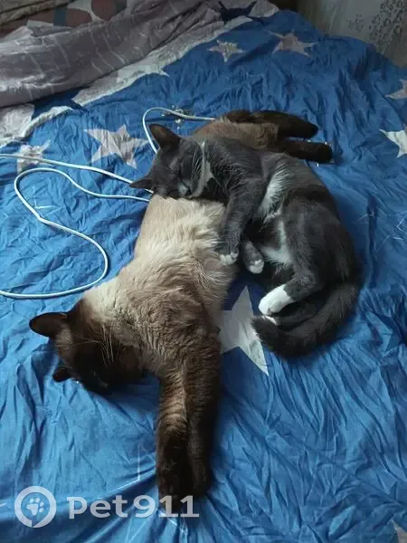 Пропал кот, 1-й Благоварский переулок, 8, Уфа - сиамский с голубыми глазами - photo