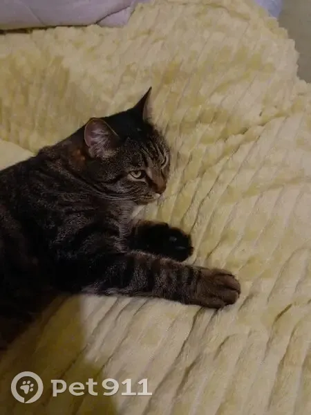 Пропал кот, Череповецкая улица, Ростов-на-Дону - крупный, кастрированный - photo