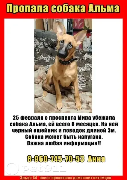 Пропала собака, Сенной переулок, Кострома - Альма с черным ошейником и поводком - photo