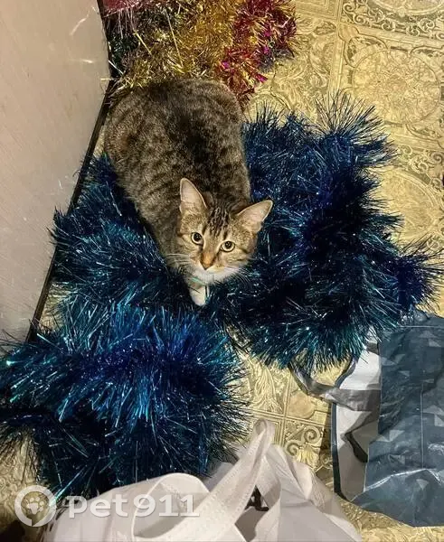 Пропала кошка, улица Мальбахова, Нальчик - белая с зелёными глазами - photo