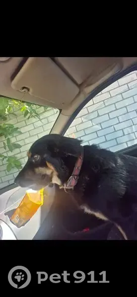 Пропал собака, мужской, Змейское кольцо, Минераловодский р-н, пос. Змейка - photo