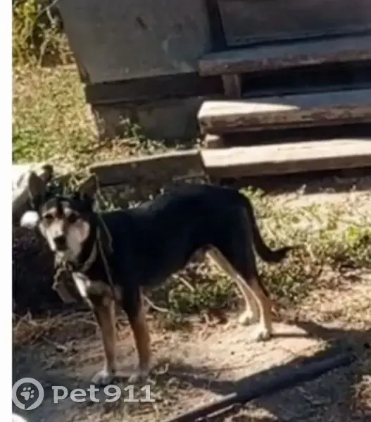 Пропал собака, 8-я Железнодорожная улица, 10, Астрахань - окрас похож с немецкой овчаркой - photo