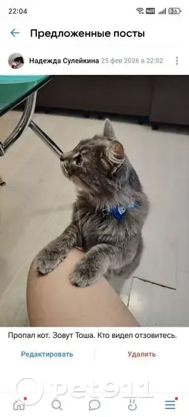 Пропал кот, Саратов, Саратовская область - серый с синим ошейником - photo