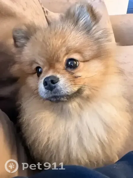 Пропал собака, Южно-Лыткаринская автодорога, 2/4А, Суханово - коричнево-рыжий шпиц, 1 год - photo