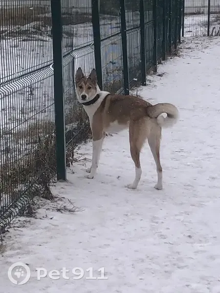 Пропала собака, женский пол, Луговая улица, 8, Бухтал - рыжая с белыми лапами - photo