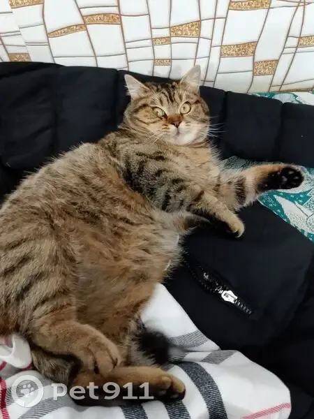 Пропал кот, Зелёная улица, 23, Гавердовский - серый с рыжиной - photo