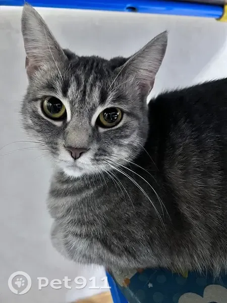 Пропала кошка, улица Софьи Перовской, 79 к1, Астрахань - молодая, серого окраса - photo