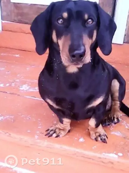 Пропал собака, Барнаул, Алтайский край - среднего роста, предположительно был украден - photo