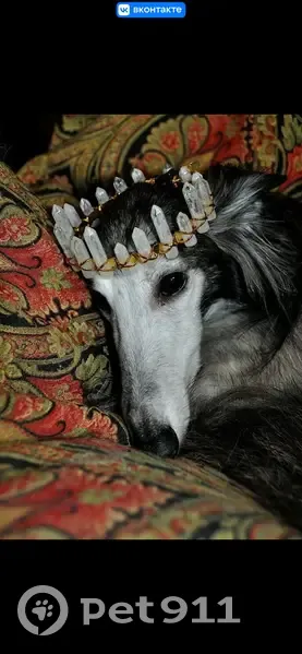 Пропала собака, Красная площадь, Москва - photo