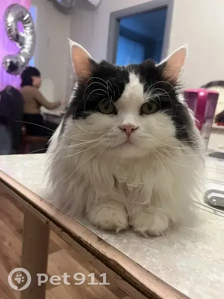 Пропал кот, Хабаровская улица, 48, Комсомольск-на-Амуре - черно-белый окрас - photo