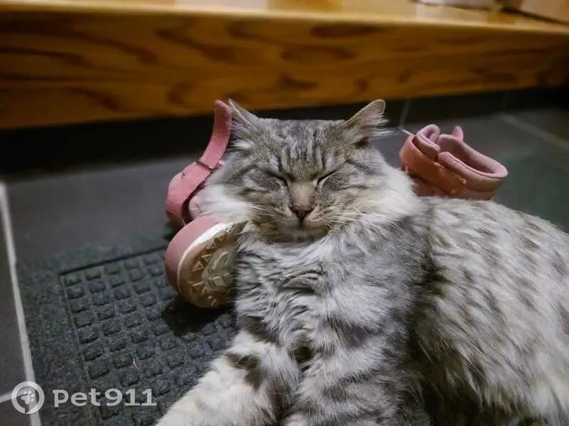 Пропал кот, 3-я Новая улица, 5А, Южно-Сахалинск - серый бобтейл - photo