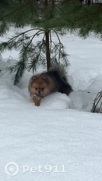 Пропал собака, Южно-Лыткаринская автодорога, 2/4А, Суханово - рыже-соболиный, один год - photo