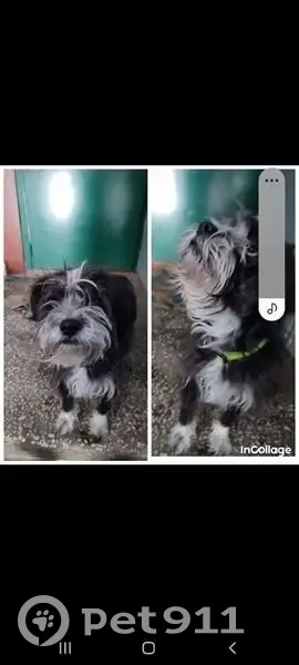 Пропал собака, улица Шамиля Усманова, 23, Казань - photo