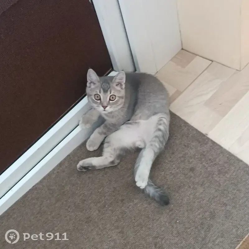 Пропал кот, посёлок Володарского, Московская область - серый с чёрными подушечками лап - photo