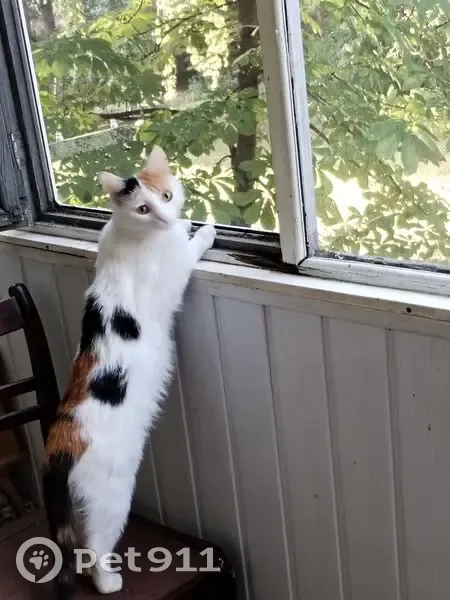 Пропала кошка, Лысогорская улица, 159, Саратов - белая с черными и рыжими пятнами - photo