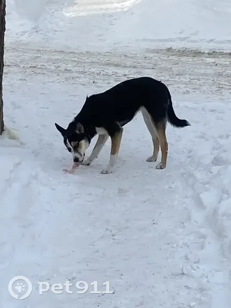 Найдена собака, улица 60 лет Октября, Челябинск - девочка-подросток - photo