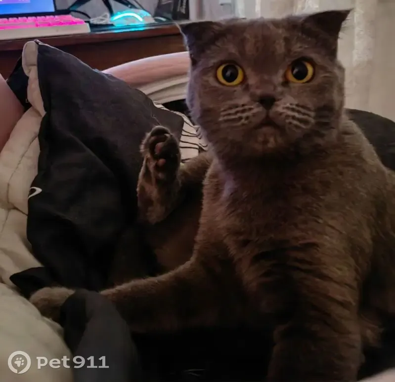 Пропала кошка, улица Героя Попова, 8, Нижний Новгород - весом не более 3 кг - photo