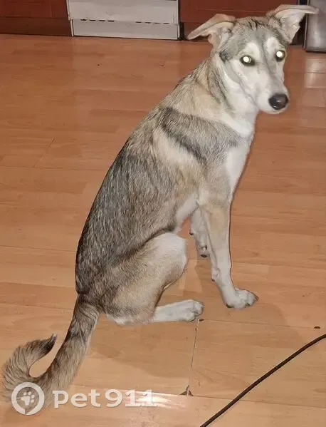 Найдена собака, улица Можайского, 4, Красноярск - девочка, 6-7 мес, очень ласковая и игривая - photo