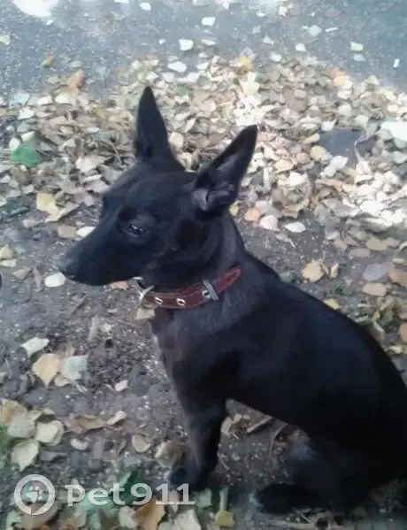 Пропал собака, мужской, Енисейская улица, 61, Абакан - photo