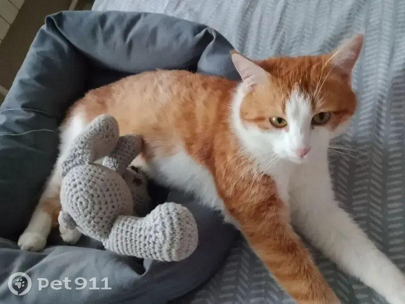 Пропал кот, 1-я Поперечно-Дорожная улица, Казань - рыже-белый, пугливый - photo