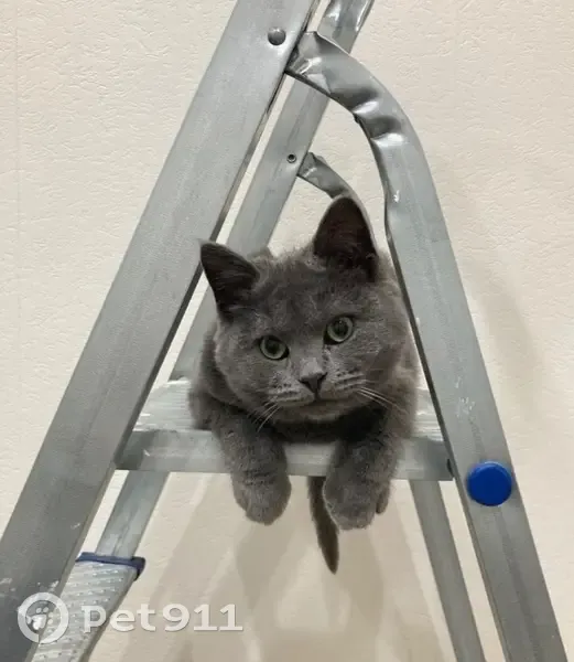 Пропал кот, СНТ «Маяк», Борисовское шоссе, Серпухов - серый, щекастый, 8 месяцев - photo