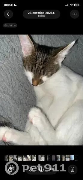 Пропала кошка, Киров, Кировская область - белый с пятнами - photo