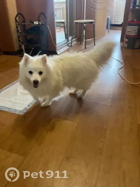 Найдена собака, проспект Серова, 12А, Рыбинск - белый шпиц, ухоженная - photo