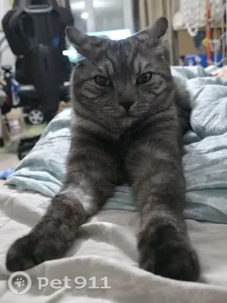 Пропал кот, Большая Черкизовская улица, Москва - тёмно-серый с полосками - photo