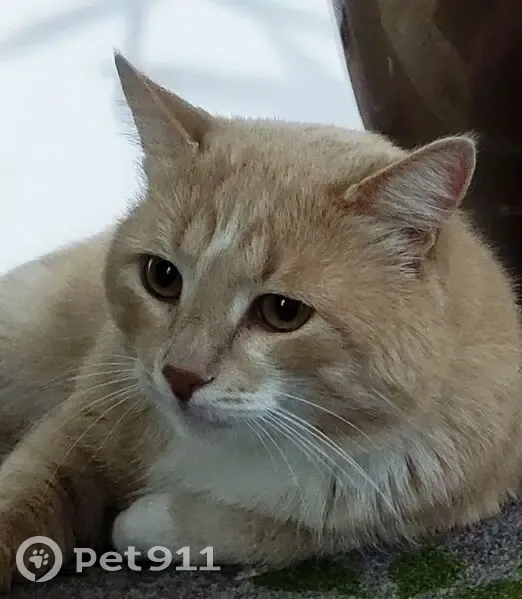 Пропал кот, улица Смирнова, 11, Выкса - светло рыжий с белыми лапками - photo