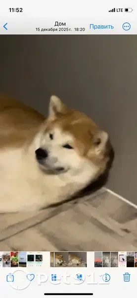 Пропал собака, улица Козицкого, 6, Нижний Новгород - рыжий акита-ину в яркой шлейке - photo