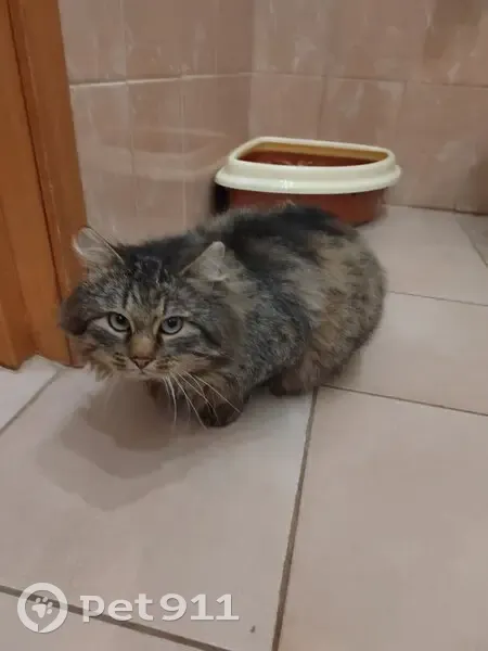 Пропал кот, Большая Черёмушкинская улица, 15 к4, Москва - сибирский, длинношёрстный - photo