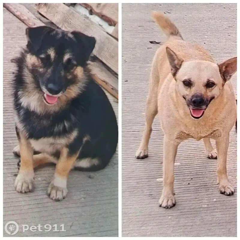 Пропал собака, проезд Александра Матросова, 38, Краснодар - испугались взрывов - photo