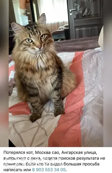 Пропал кот, Ангарская улица, 22 к4, Москва - пушистый трёхцветный, очень ласковый - photo