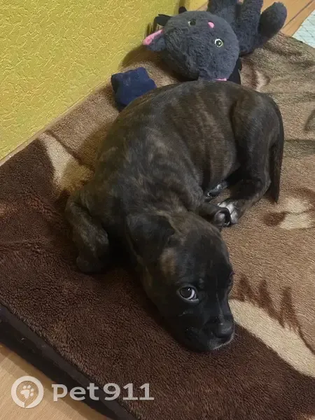 Пропала собака, проспект Александра Корсунова, Великий Новгород - тигровый окрас, белые носочки - photo