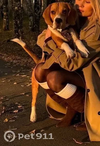 Пропала собака, мужской, Верхняя Салда, Свердловская область - трехцветный, был привязан около магазинов Юбилейный - photo