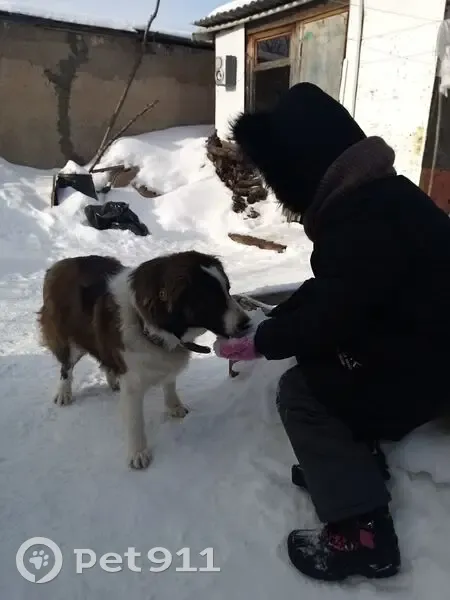 Пропал собака, мужской, улица Шлютова, Тольятти - трёхцветный с кожаным ошейником - photo