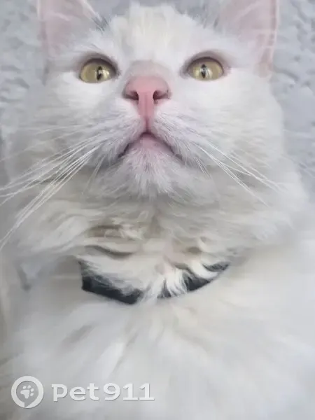 Пропал кот, переулок Пушкина, 8, Волгодонск - пушистый с чёрным ошейником - photo