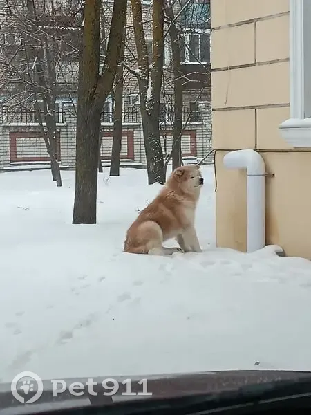 Пропал собака, Совхозная улица, 35А, Михайловка - photo