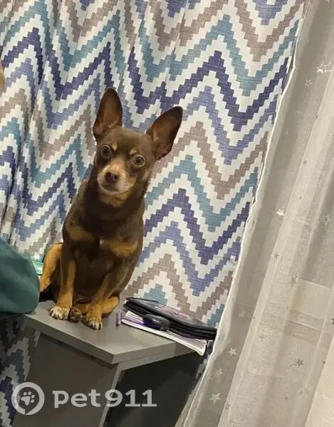 Пропал собака, Новгородский переулок, 40, Бийск - шоколадный окрас, старенький 10 лет - photo