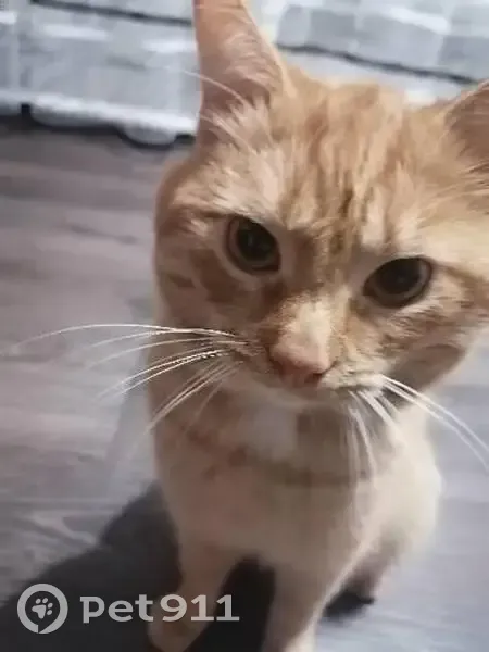 Пропал кот, Лабинск, Краснодарский край - жёлтый ошейник от блох - photo