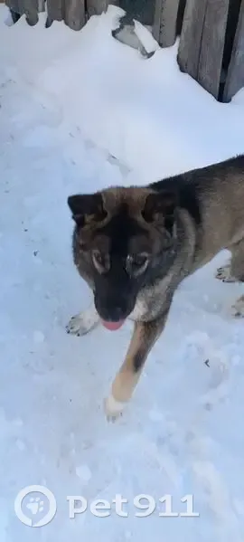 Пропал собака, мужской, Полевая улица, Ядрин - шерстка коричнево-чёрная, белая лапка - photo