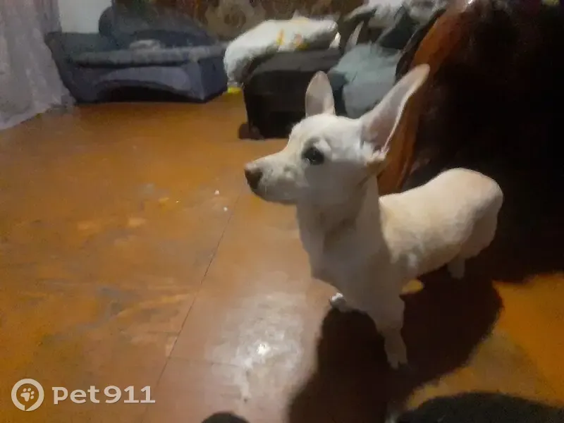 Пропал собака, Дорожная улица, 30, Мариинск - белая каричневая - photo