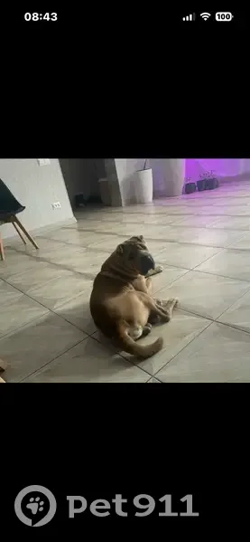 Пропал собака, мужской, Ягодная улица, городской округ Новочеркасск - окрас бежевый - photo