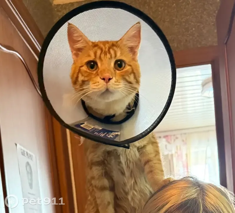 Пропал кот, улица Зорге, 121, Новосибирск - рыжий кастрированный подросток - photo